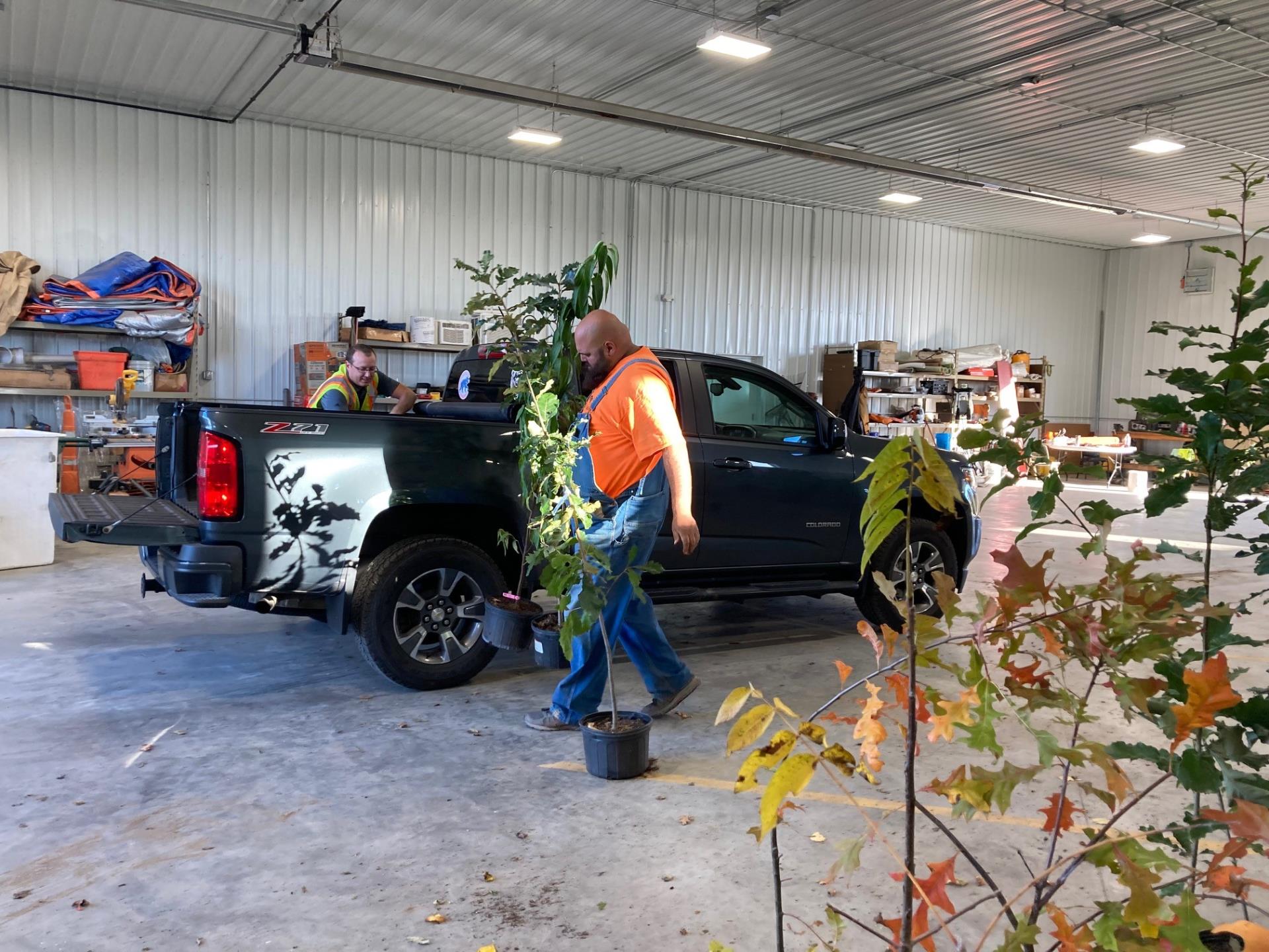 Planting Forward tree distribution