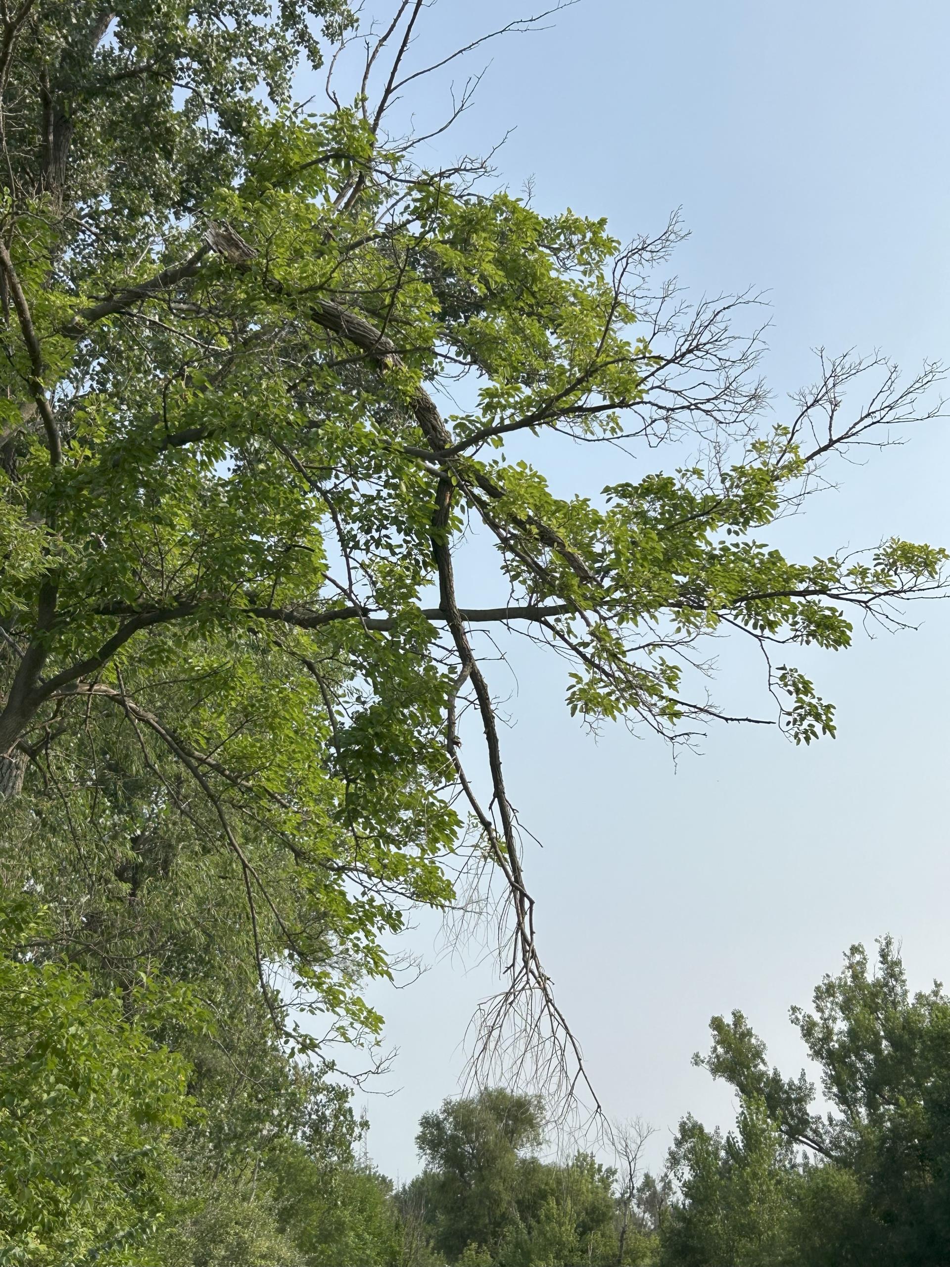 tree with hanging branch